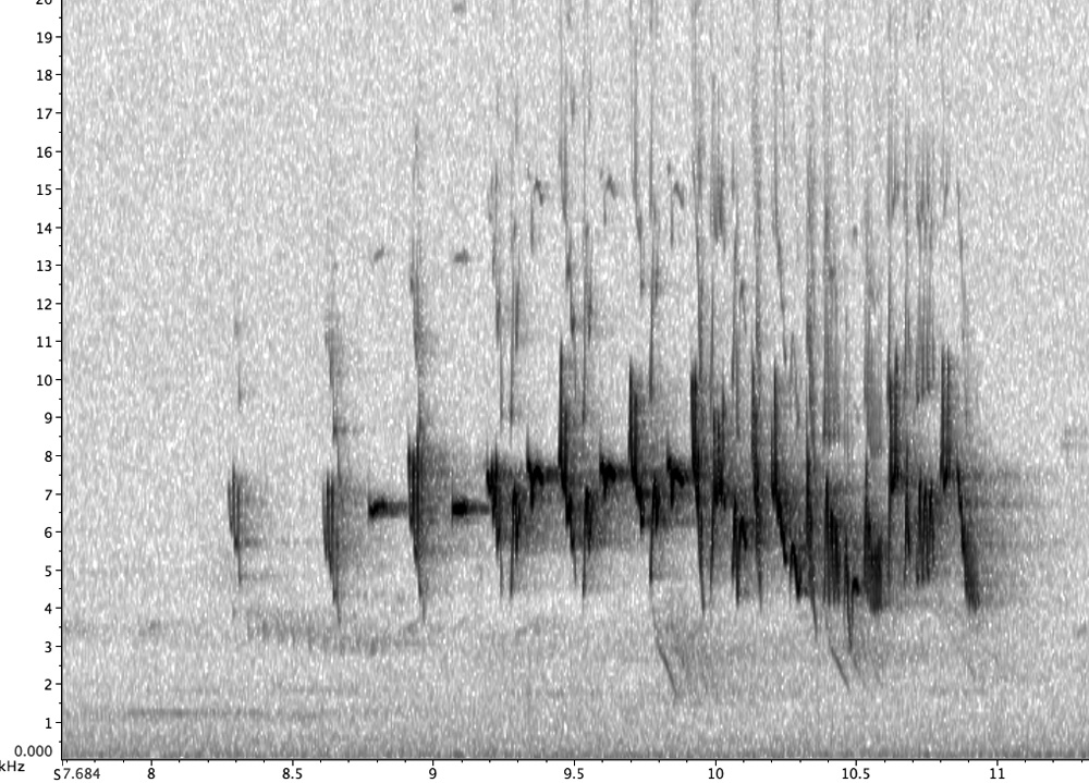 Sonogram of Blue Wren song Sonogram of Blue Wren song